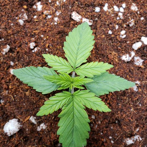 Fast Buds Pineapple Express Plant 2 growlog timeline photo