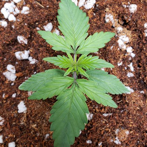 Fast Buds Pineapple Express Plant 1 growlog timeline photo