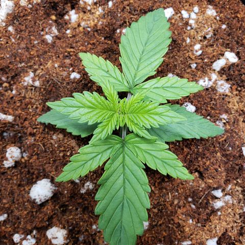 Fast Buds Pineapple Express Plant 2 growlog timeline photo