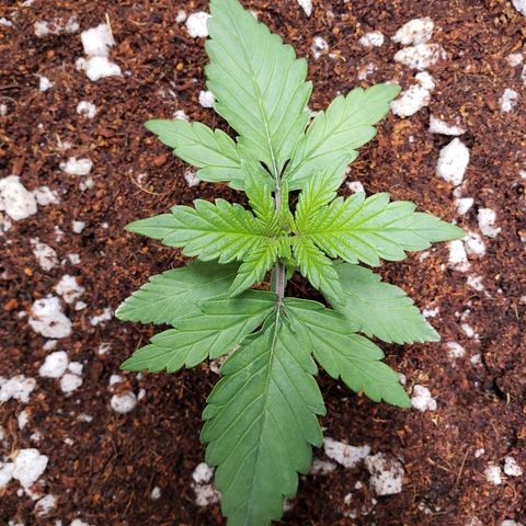 Fast Buds Pineapple Express Plant 1 growlog timeline photo