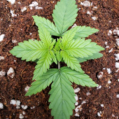 Fast Buds Pineapple Express Plant 2 growlog timeline photo