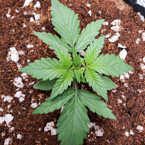 Fast Buds Pineapple Express Plant 1 growlog timeline photo