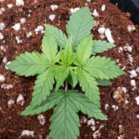 Fast Buds Pineapple Express Plant 2 growlog timeline photo