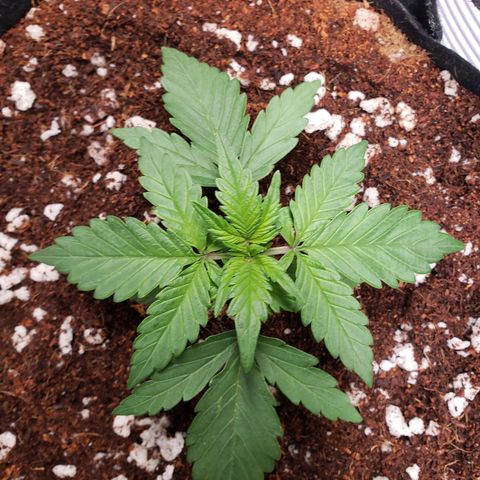 Fast Buds Pineapple Express Plant 1 growlog timeline photo