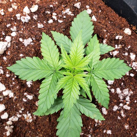 Fast Buds Pineapple Express Plant 2 growlog timeline photo