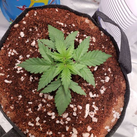 Fast Buds Pineapple Express Plant 1 growlog timeline photo