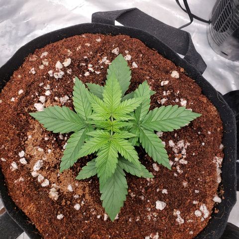 Fast Buds Pineapple Express Plant 2 growlog timeline photo
