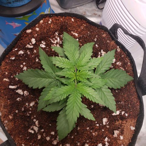 Fast Buds Pineapple Express Plant 1 growlog timeline photo