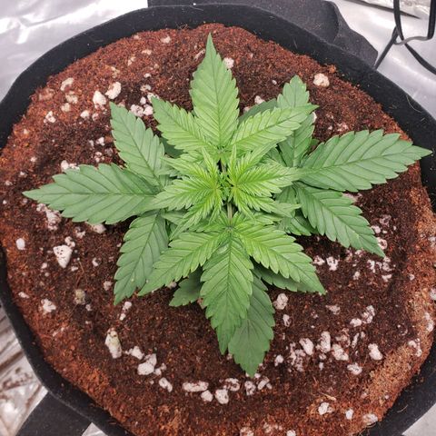Fast Buds Pineapple Express Plant 2 growlog timeline photo