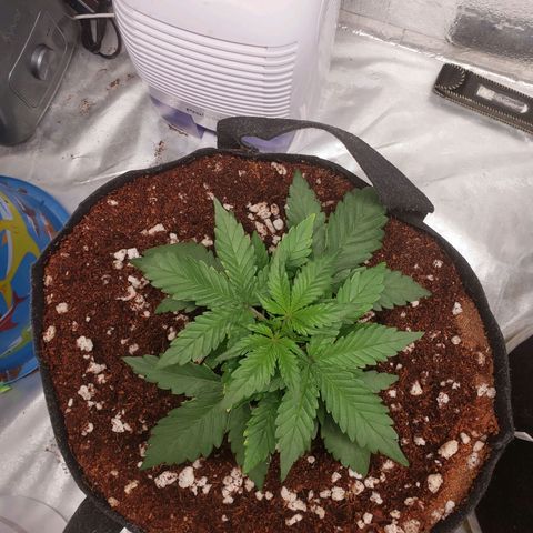 Fast Buds Pineapple Express Plant 1 growlog timeline photo