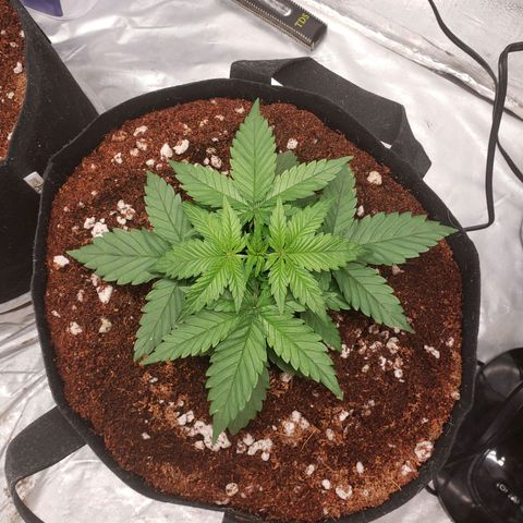 Fast Buds Pineapple Express Plant 2 growlog timeline photo