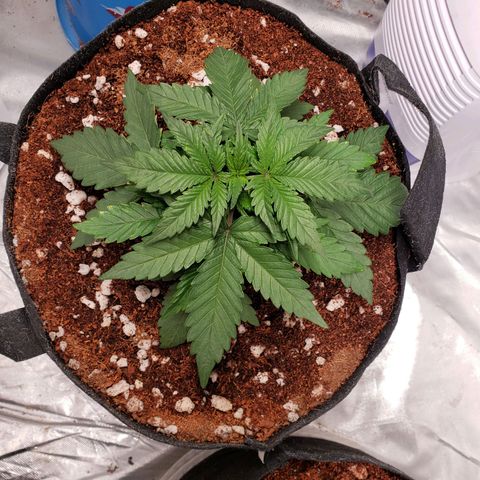 Fast Buds Pineapple Express Plant 1 growlog timeline photo