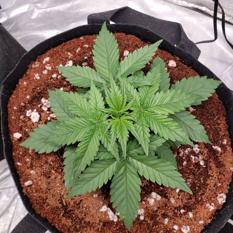 Fast Buds Pineapple Express Plant 2 growlog timeline photo