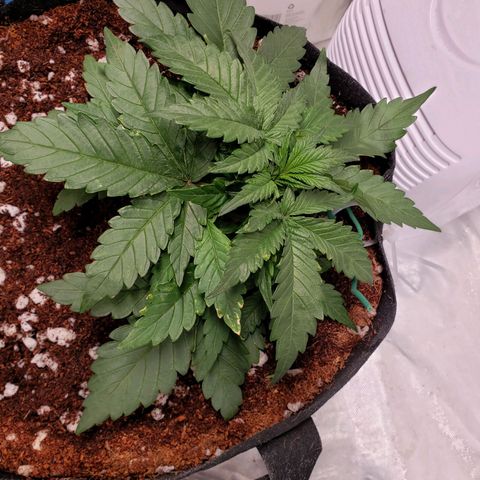 Fast Buds Pineapple Express Plant 1 growlog timeline photo