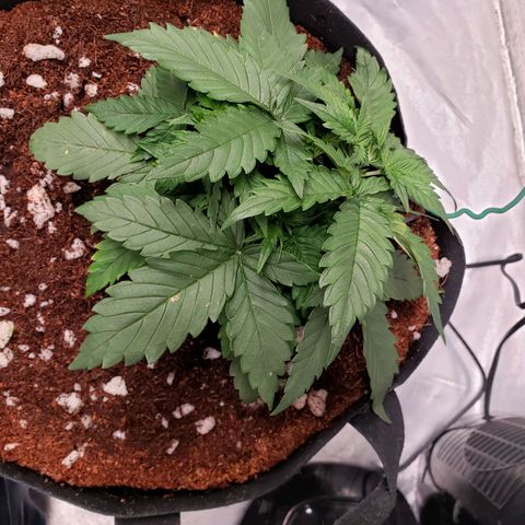 Fast Buds Pineapple Express Plant 2 growlog timeline photo