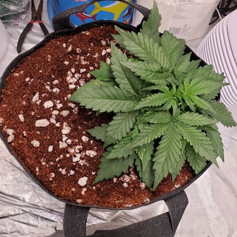 Fast Buds Pineapple Express Plant 1 growlog timeline photo