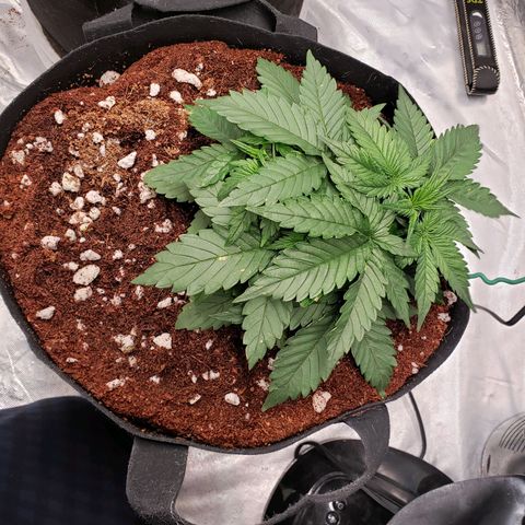 Fast Buds Pineapple Express Plant 2 growlog timeline photo