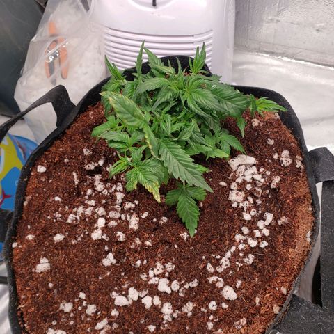 Fast Buds Pineapple Express Plant 1 growlog timeline photo