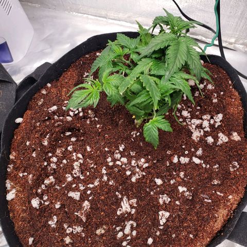 Fast Buds Pineapple Express Plant 2 growlog timeline photo