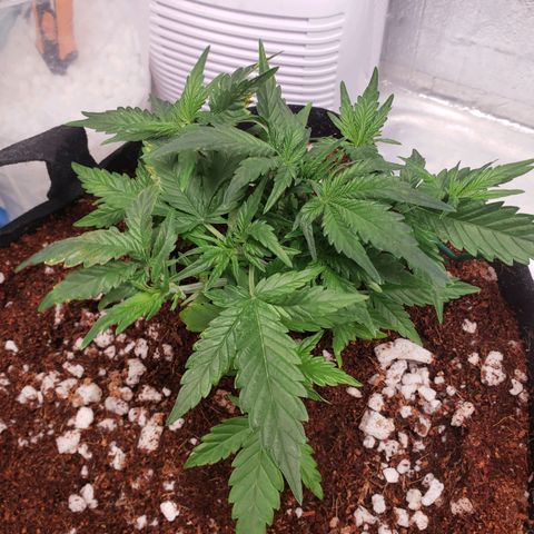 Fast Buds Pineapple Express Plant 1 growlog timeline photo