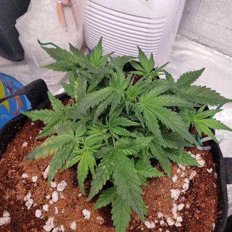 Fast Buds Pineapple Express Plant 1 growlog timeline photo