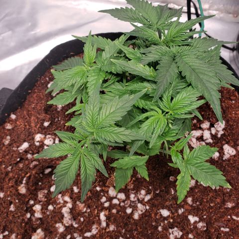 Fast Buds Pineapple Express Plant 2 growlog timeline photo