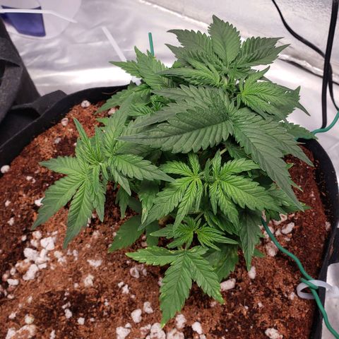 Fast Buds Pineapple Express Plant 2 growlog timeline photo