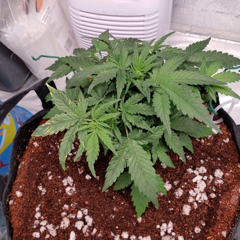 Fast Buds Pineapple Express Plant 1 growlog timeline photo