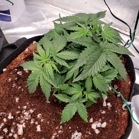 Fast Buds Pineapple Express Plant 2 growlog timeline photo