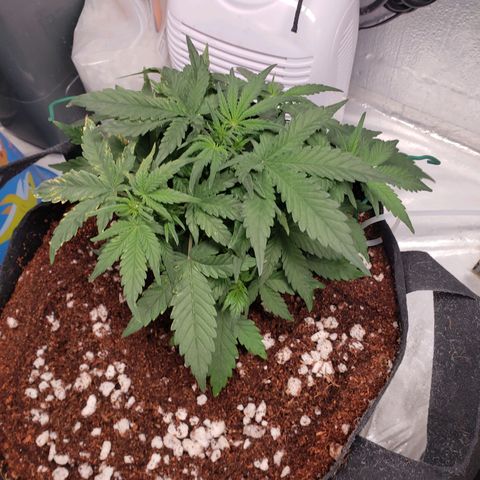 Fast Buds Pineapple Express Plant 1 growlog timeline photo