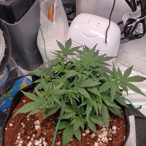 Fast Buds Pineapple Express Plant 1 growlog timeline photo