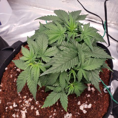 Fast Buds Pineapple Express Plant 2 growlog timeline photo