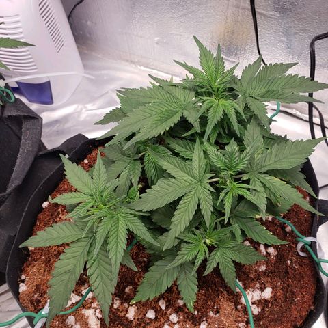 Fast Buds Pineapple Express Plant 2 growlog timeline photo
