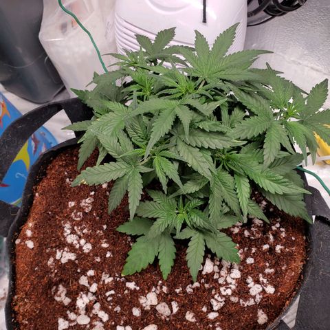 Fast Buds Pineapple Express Plant 1 growlog timeline photo