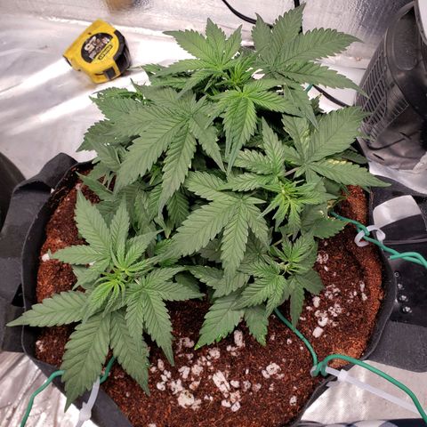 Fast Buds Pineapple Express Plant 2 growlog timeline photo