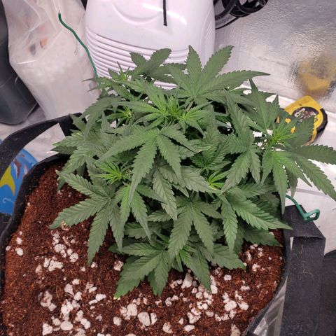 Fast Buds Pineapple Express Plant 1 growlog timeline photo