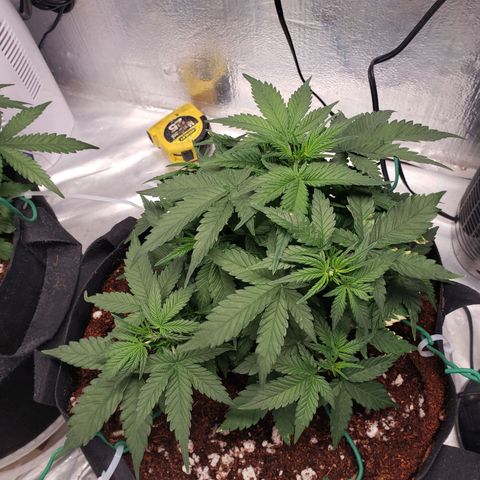 Fast Buds Pineapple Express Plant 2 growlog timeline photo