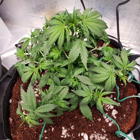 Fast Buds Pineapple Express Plant 1 growlog timeline photo