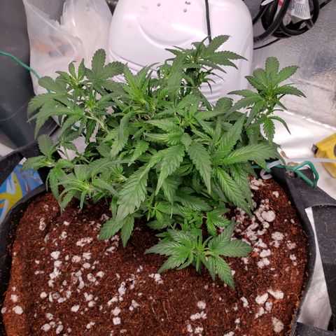 Fast Buds Pineapple Express Plant 2 growlog timeline photo