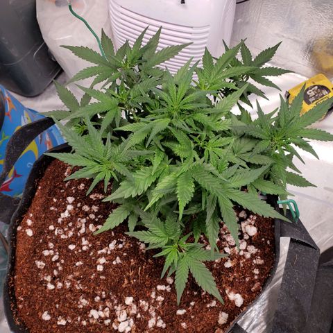 Fast Buds Pineapple Express Plant 1 growlog timeline photo