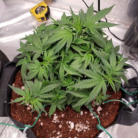 Fast Buds Pineapple Express Plant 2 growlog timeline photo