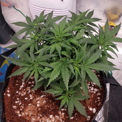 Fast Buds Pineapple Express Plant 1 growlog timeline photo