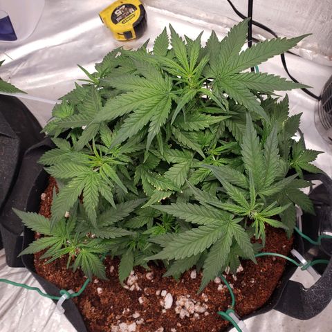 Fast Buds Pineapple Express Plant 2 growlog timeline photo