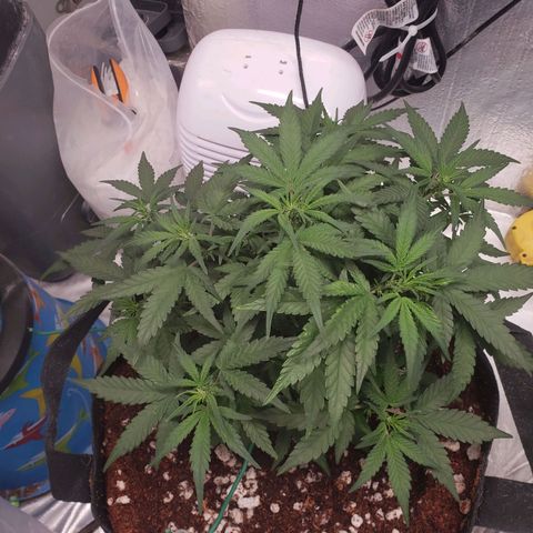 Fast Buds Pineapple Express Plant 1 growlog timeline photo