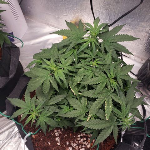 Fast Buds Pineapple Express Plant 2 growlog timeline photo