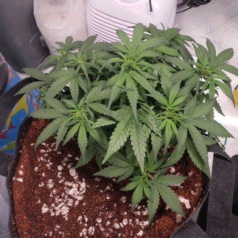 Fast Buds Pineapple Express Plant 1 growlog timeline photo