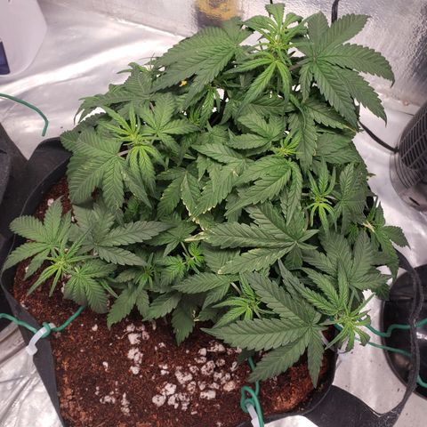Fast Buds Pineapple Express Plant 2 growlog timeline photo