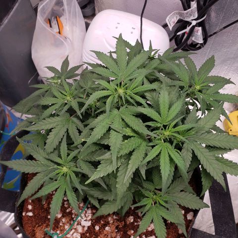 Fast Buds Pineapple Express Plant 1 growlog timeline photo