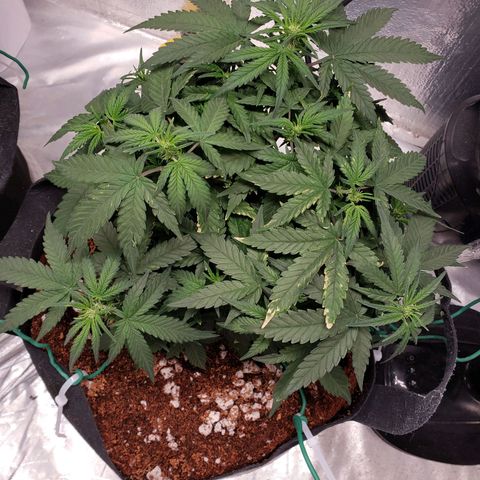 Fast Buds Pineapple Express Plant 2 growlog timeline photo