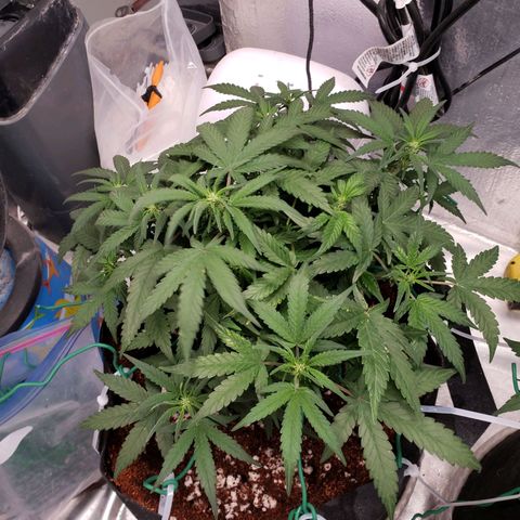 Fast Buds Pineapple Express Plant 1 growlog timeline photo